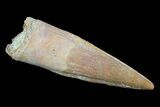 Spinosaurus Tooth - Excellent Tip & Enamel #81061-1